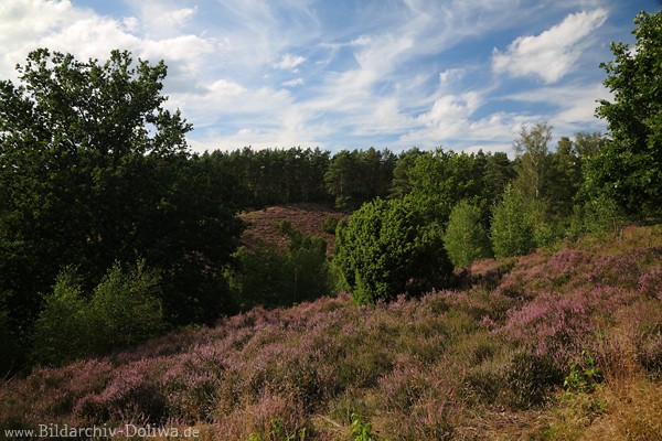 Berghang Heideblte Naturfoto Brunautal Wald Bume Lneburgerheide Stimmungsbild