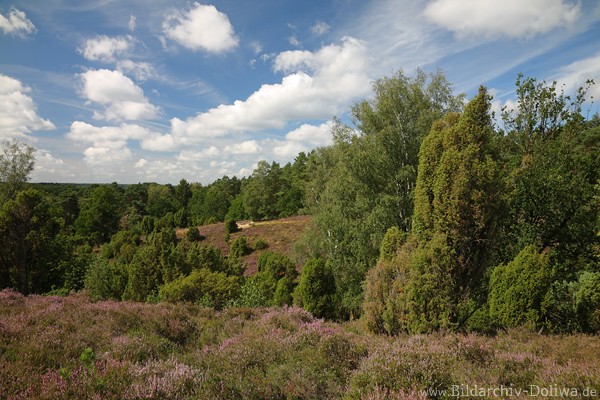 Brunautal Heideschweiz Naturfoto Grnbume Waldlandschaft Wolkenstimmung in Bild