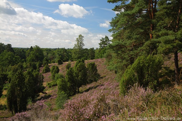 Heideschweiz Berghangblte Borsteler Kuhlen Naturfoto Lneburgerheide Wald Grnbume
