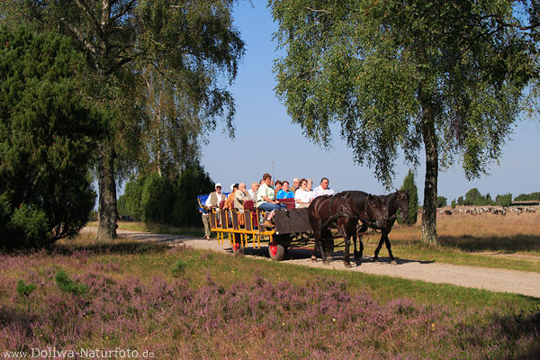 Kutschenfahrt unter Birken, Kutsche mit Touristen in Fahrt durch Naturschutzgebiet blhende Heide