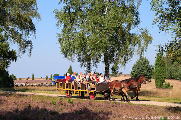 Kutschfahrt Pferdekarre Heideblte-Ausflug Seniorenfahrt durch blhende Heide