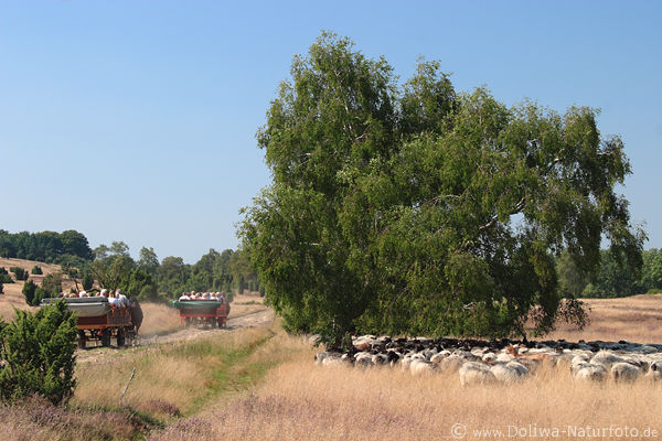 Pferdekutschen Bild auf Heideweg an Schafsherde Heidschnucken im Gras, kutschieren im Heideurlaub