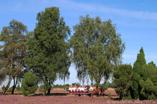 Heidekutsche Pferdewagen Touristenfahrt in Heideblte