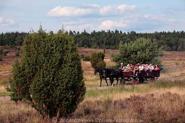 Pferdekutscher kutschiert Touristen auf Heideweg durch Wacholderlandschaft
