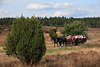 Pferdekutscher kutschiert Touristen auf Heideweg durch Wacholderlandschaft
