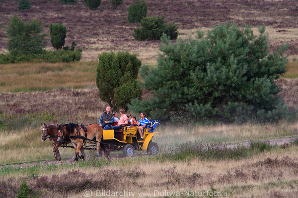 Kleine Pferdekutsche Foto in Heidelandschaft, lustiger Kutscher Urlaub-Ausflug in Naturbild