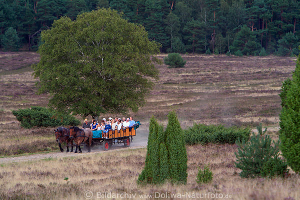 Pferdekutsche beladen mit Touristen in Wacholder Heidelandschaft kutschieren