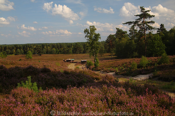 Kutschenwagen in Schwindebecker Heidelandschaft Naturbild kutschieren durch Heideblten Foto