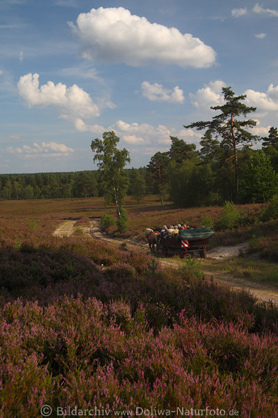 Kutsche in Heidelandschaft Schwindebeck Pfad Weg unter Wolkenstimmung Naturfoto, Heideblte