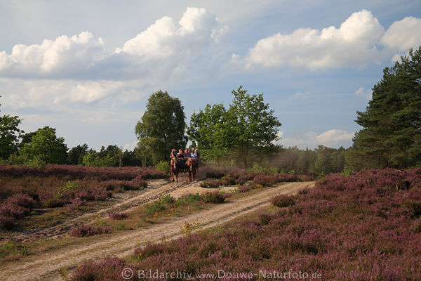 Pferdekutsche Heidewege Bild Fahrt durch Schwindebecker Heide lila Bltezeit Naturausflug