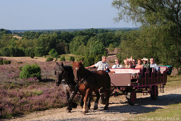Kutsche frhliche Touristen winken, Fahrt durch blhende Heide Bild Erikablte im Naturschutzgebiet