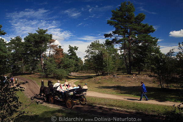 Heidelandschaft Kutschfahrt, Kiefernbume Schatten Naturwege Urlauber Idylle