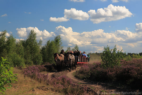 Heide-Kutschfahrt in Bltezeit Fotografie Ausflug in Naturlandschaft Schneverdingen-Moor