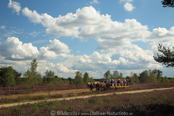 Urlauber Kutschfahrt Pferdewagen im Schneverdingen-Moor Foto, schne Wolkenformation