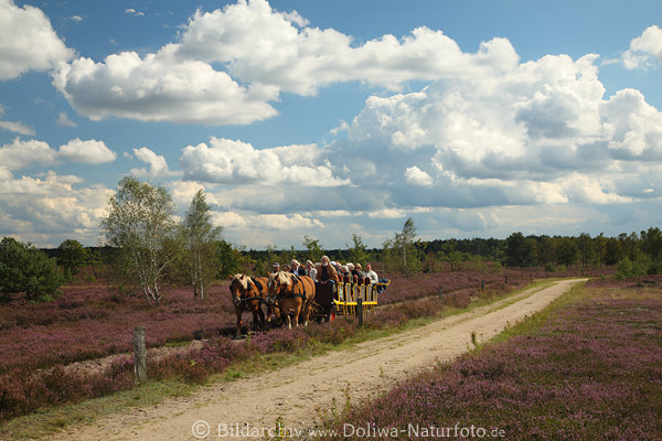 Pferdewagen Kutschfahrt in Heideblte Foto am langen Wanderweg unter Schnwetter-Wolken