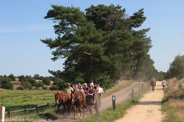 Heide-Kutschfahrt bei Undeloh Foto: Pferdekutsche am Wanderweg, Baum, Kiefer