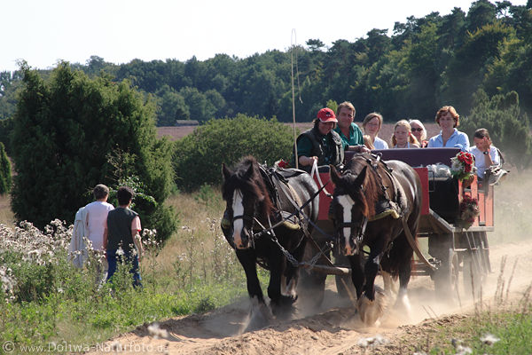 Pferdekutsche mit Touristen Fahrt durch tiefen Sandweg Staub an Wander-Paar bei Wilsede-Undeloh
