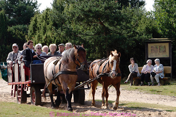 Senioren-Kutschfahrt, ltere Damen auf Bank, Lneburgerheide Urlaub in Hpen, Schneverdingen