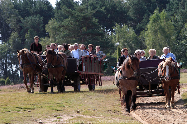 Pferdekutschen berholmanver