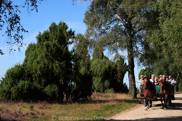 Pferdekutsche Kopfsteinpflaster Feldweg Fahrt durch Heide von Oberhaverbeck bis Wilsede