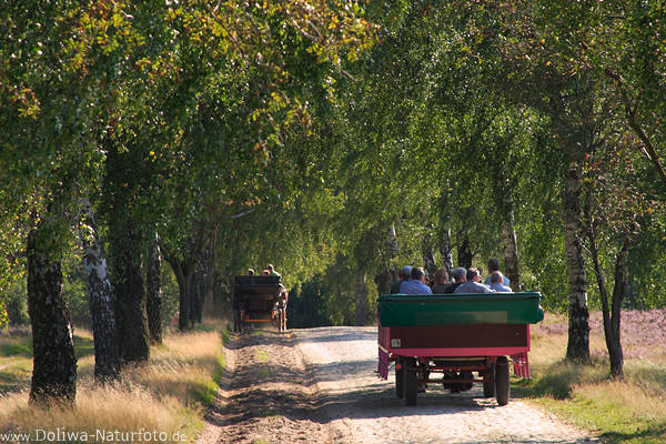 Kutschen in Birkenallee Bilder, Bume Bltter, Waldstrae, Heidelandschaft Kutschfahrt Wanderweg Foto