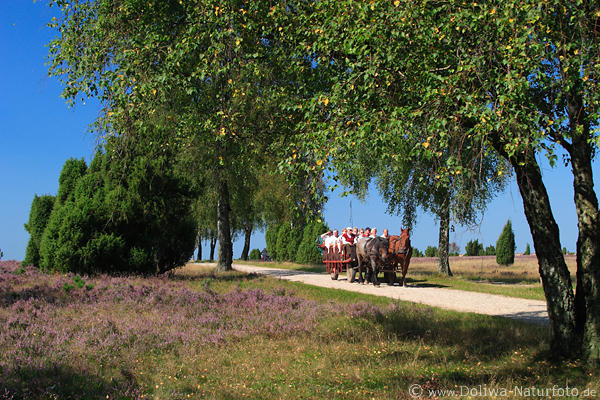 Pferdekutsche Ausflugsfahrt Lneburgerheide