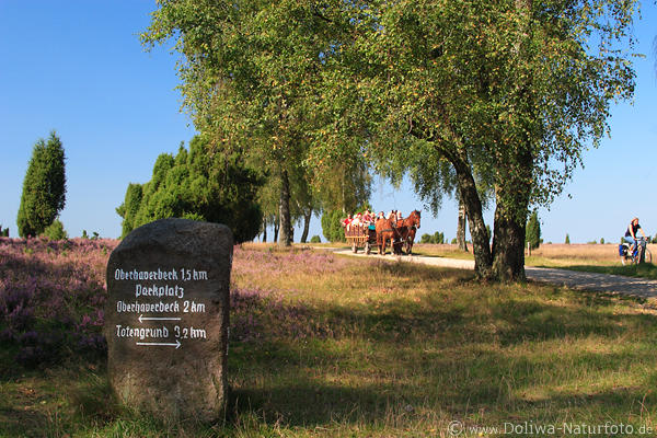 Heidekutschfahrt in Birkenallee Radlerweg