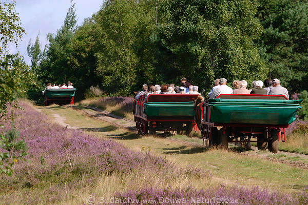 Heidekutschen 3 Pferdewagen