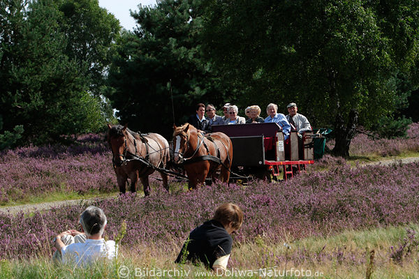 Kutschfahrt in Heidelandschaft Erikablte Foto, Senioren, Mann Frau Paar in Gras sitzen Wiese Naturbild