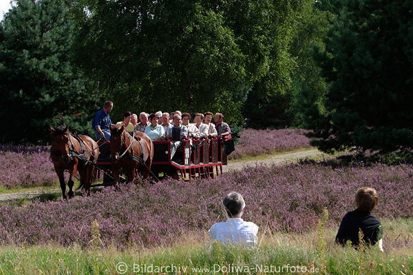 Heideblte Kutschfahrt, blhende Heidelandschaft, Mann Frau in Gras Wiese violett Erikaflche