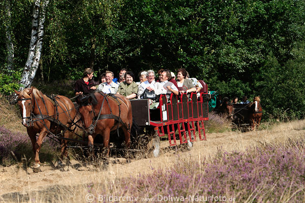 Pferdekutschen Bild in Lneburgerheide Natur, Senioren Urlaub Ausflug Kutschfahrt Foto auf Sandweg