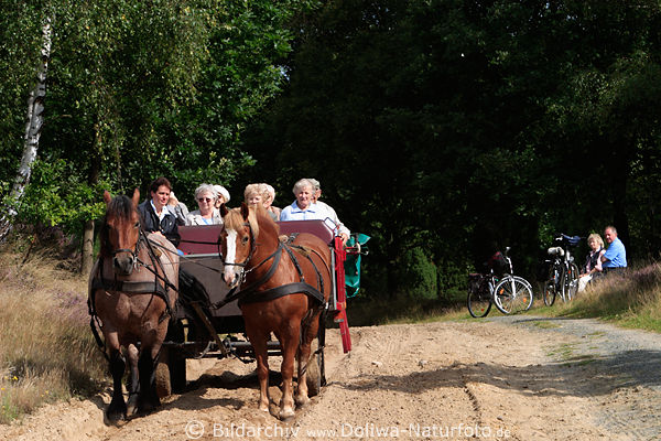Pferdekutsche Touristen auf Sandweg Lneburgerheide Foto: Wander-Feldweg Kutschfahrt bei Schneverdingen