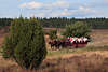 808325_ Pferdekutsche kutschiert Touristen auf Heideweg in Bild durch Wacholder & Heidelandschaft