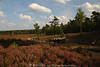 911658_ Kutschenpaar bei Fahrt auf Heideweg kutschieren durch Schwindebecker Heide Landschaft Naturbild