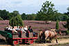 58319_Pferdegefährt mit Senioren an Bord Kutschfahrt auf Heideweg bei Erikablüte Fotografie