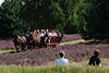58339_Heideblüte Kutschfahrt Fotos, blühende Heidelandschaft, Mann Frau in Gras Wiese violett Erikafläche