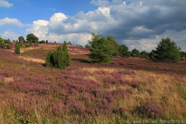 LneburgerHeide Wilseder Berg Naturbild
