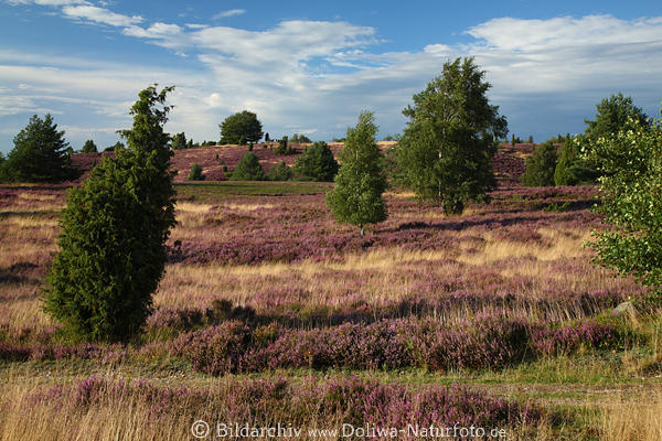 Wilseder-Berg blhende Heidelandschaft