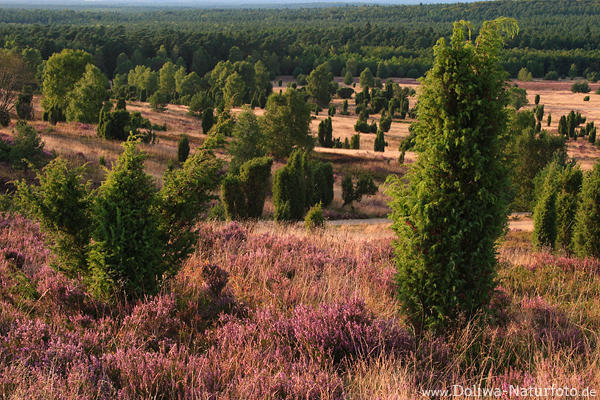 Heidelandschaft Wilseder Berg