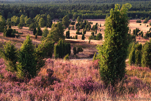 Wilseder Berg blhende Heide Naturfoto Wacholder Wald