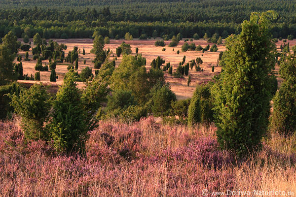 Wilseder Berg Heideblte Naturfoto