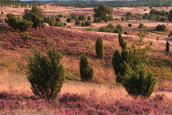 Wilseder Berg Naturfoto Heidelandschaft