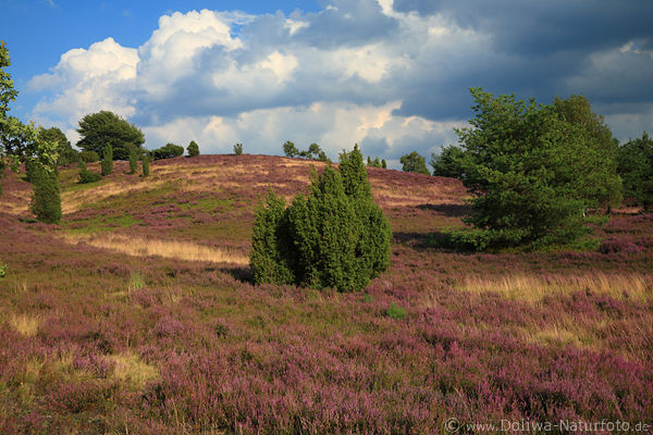 Wilseder Berg Naturfoto blhende Heidelandschaft Stimmung unter Wolken Lneburgerheide