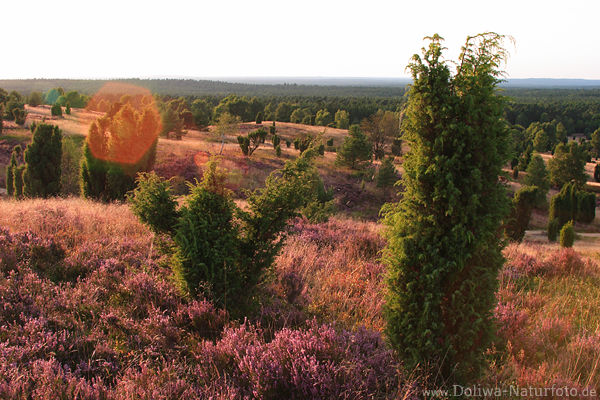 Wilsederberg romantische Heideblte in Gegenlicht