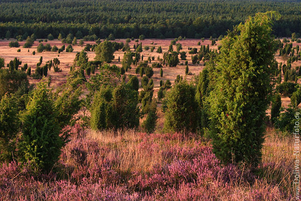 Wilsederberg Erikablte Naturfoto Lneburgerheide Wacholder Waldlandschaft Nordaussicht