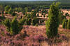 Heidelandschaft Wilseder Berg Foto Gegenlicht Wald Grünbäume Heidekraut violett erblühen
