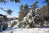 210056_Schneelandschaft Nadelbäume Winterbild Borsteler Schweiz Naturbild in Sonnenschein