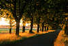 Alle in Licht der Sonne durflutet, Heideweg Foto Baumallee bei Sonnenuntergang, Tree avenue in sunset by Timmerloh, Niedersachsen