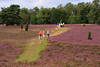 Heideblüteweg Schneverdingen Foto lila blühende Erikafelder spazierende Menschen in Heidelandschaft