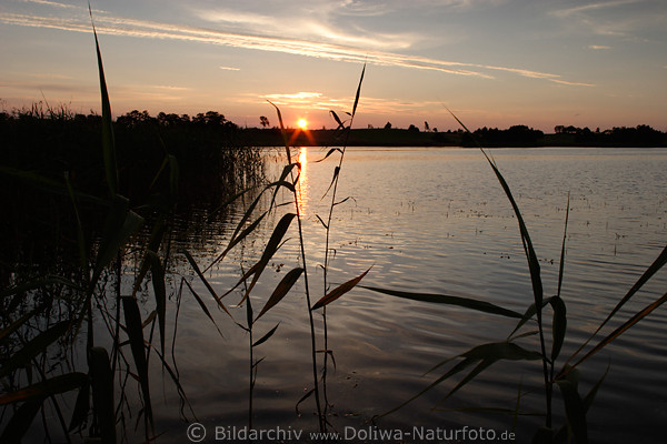 Sonnenuntergang ber Schilf stille Wasser Grser Masuren weiter Horizont MartinshagenerSee